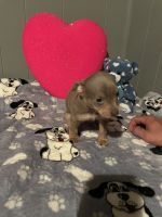 Dachshund Puppies for sale in Bay City, Michigan. price: $500