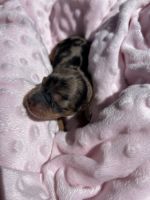 Dachshund Puppies for sale in Forbes, New South Wales. price: $1,000
