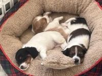 Dachshund Puppies for sale in Princeton, Massachusetts. price: $2,000