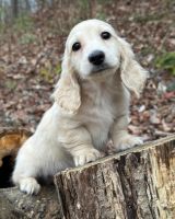 Dachshund Puppies for sale in Texas City, Texas. price: NA