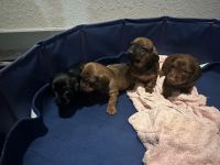 Dachshund Puppies for sale in Tampa, Florida. price: $1,000