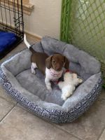 Dachshund Puppies for sale in Garland, Texas. price: $250,000