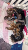 Dachshund Puppies for sale in Kuna, Idaho. price: $2,000