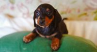 Dachshund Puppies for sale in Allen, Texas. price: $65,000