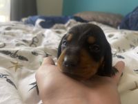 Dachshund Puppies for sale in Wodonga, Victoria. price: $2,000