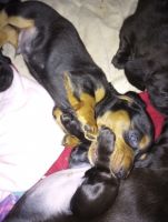 Dachshund Puppies for sale in Jerome, Idaho. price: $100