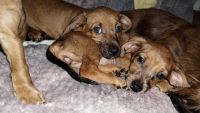 Dachshund Puppies for sale in Portland, Oregon. price: $300
