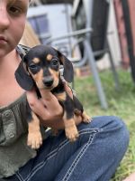 Dachshund Puppies for sale in Toowoomba, Queensland. price: $1,200