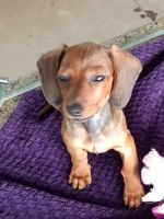 Dachshund Puppies for sale in Deerfield Beach, Florida. price: $1,500