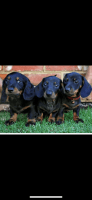 Dachshund Puppies for sale in Echuca, Victoria. price: $2,500
