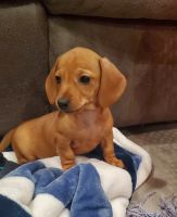 Dachshund Puppies for sale in Loysburg, PA, USA. price: $1,200