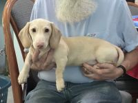 Dachshund Puppies for sale in Antelope, California. price: NA