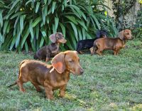 Dachshund Puppies for sale in Orange, New South Wales. price: $1,200