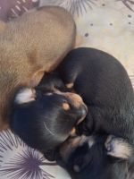 Dachshund Puppies for sale in Tamworth, New South Wales. price: $2,000