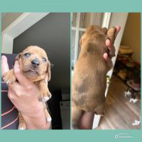 Dachshund Puppies for sale in Chesapeake, Ohio. price: $1,500