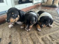 Dachshund Puppies for sale in Clifton, Queensland. price: $1,000