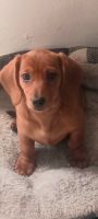 Dachshund Puppies for sale in Des Moines, Iowa. price: $725