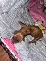 Dachshund Puppies for sale in Miami, Florida. price: NA