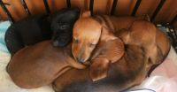 Dachshund Puppies for sale in Croydon, Victoria. price: $1,500