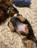 Dachshund Puppies for sale in Front Royal, Virginia. price: $750