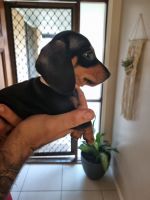 Dachshund Puppies for sale in Strathpine, Queensland. price: $1,500