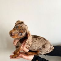 Dachshund Puppies for sale in Hamilton Hill, Western Australia. price: $2,300