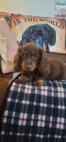 Dachshund Puppies for sale in Osseo, MI 49266, USA. price: $1,250