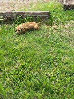 Dachshund Puppies for sale in Lake Charles, Louisiana. price: $250