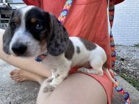 Dachshund Puppies for sale in Aiea, Hawaii. price: $1,200