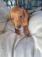 Dachshund Puppies for sale in Caboolture, Queensland. price: $2,500