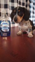 Dachshund Puppies for sale in McColl, SC 29570, USA. price: $1,000