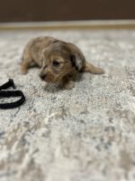 Dachshund Puppies for sale in Roanoke, VA, USA. price: $1,200