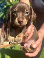 Dachshund Puppies for sale in Killarney Vale, New South Wales. price: NA