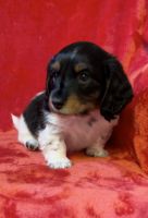 Dachshund Puppies for sale in Grovetown, Georgia. price: $1,200