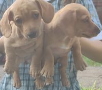 Dachshund Puppies for sale in Blue Mountains, New South Wales. price: $1,800