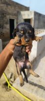Dachshund Puppies for sale in Bathinda, Punjab. price: 2,500 INR