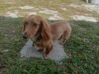 Dachshund Puppies for sale in Port Orange, FL 32127, USA. price: $400
