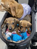 Dachshund Puppies for sale in Gardendale, Alabama. price: $400