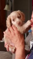 Dachshund Puppies for sale in Buffalo, New York. price: $400