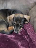 Dachshund Puppies for sale in Lubbock, Texas. price: $250
