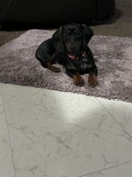 Dachshund Puppies for sale in Fresno, California. price: $450