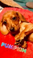 Dachshund Puppies for sale in Milwaukee, Wisconsin. price: $1,200