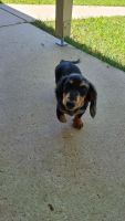 Dachshund Puppies for sale in Albury, New South Wales. price: $1,800
