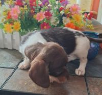 Dachshund Puppies for sale in Ashland, OH 44805, USA. price: $850