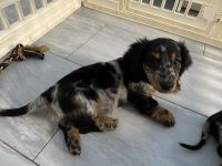 Dachshund Puppies for sale in Miami, Florida. price: $1,500