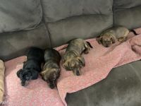 Dachshund Puppies for sale in Rowlett, Texas. price: NA
