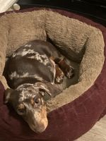 Dachshund Puppies for sale in Clewiston, Florida. price: $1,200