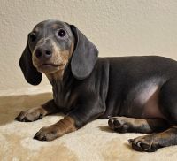 Dachshund Puppies for sale in Broomfield, Colorado. price: $2,000