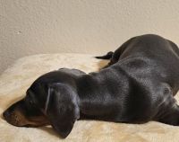 Dachshund Puppies for sale in Broomfield, Colorado. price: $1,500