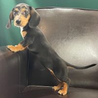 Dachshund Puppies for sale in Abilene, Texas. price: $500